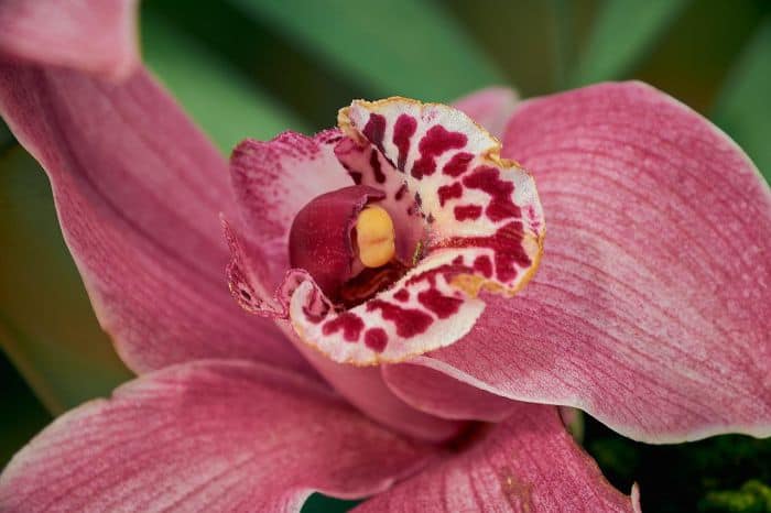 Rose Cymbidium Flower