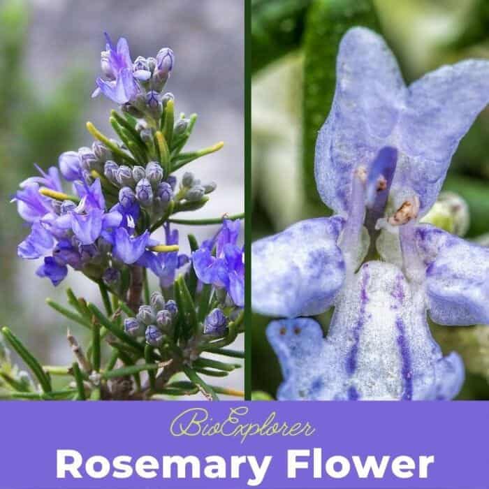 Rosemary Flowers