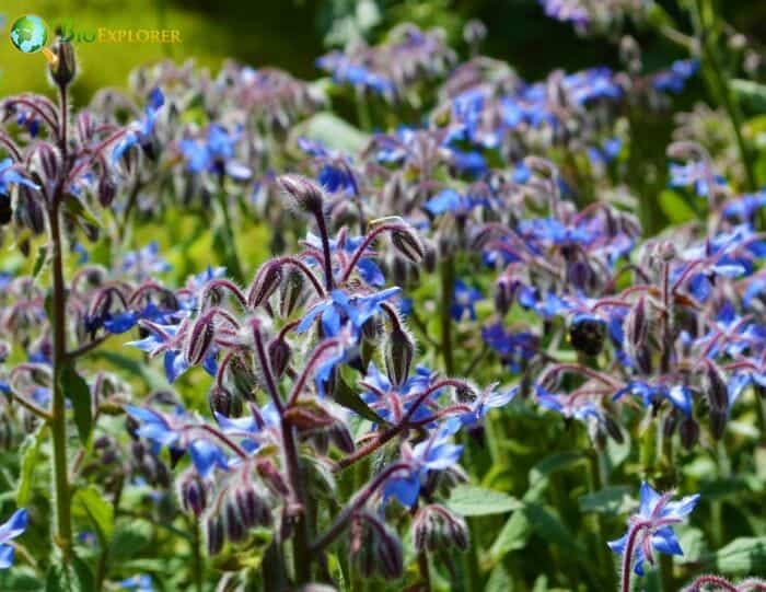 Rosmarinus Officinalis