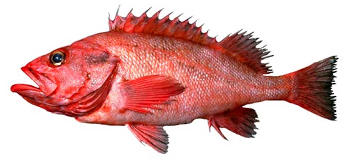 Rough Eye Rockfish