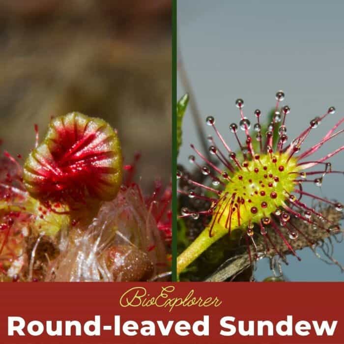 Round Leaved Sundew