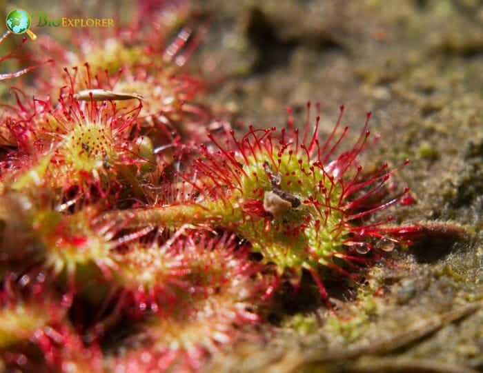 Round Leaved Sundew Flowers