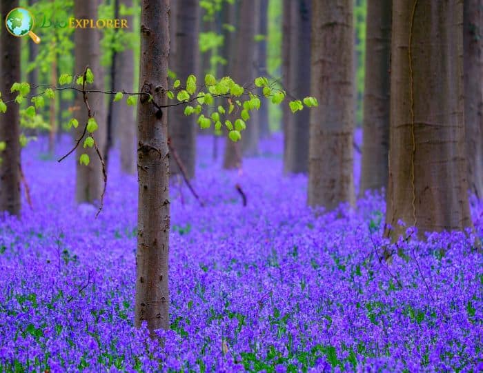 Royal Bluebell Flowers