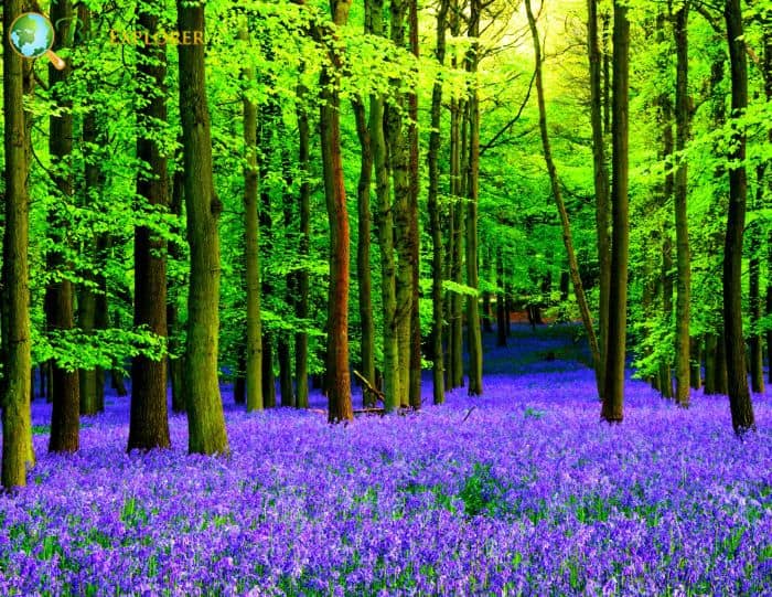 Royal Bluebell Plants