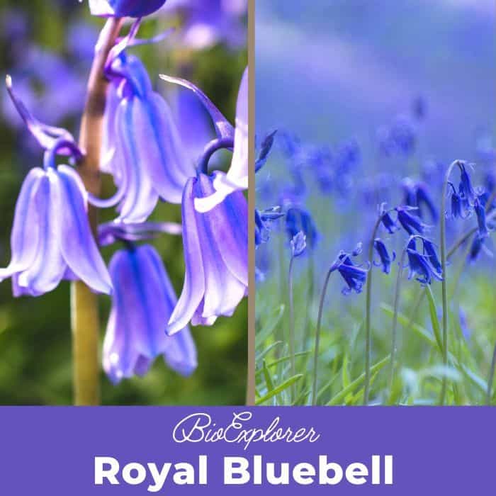 Royal Bluebell