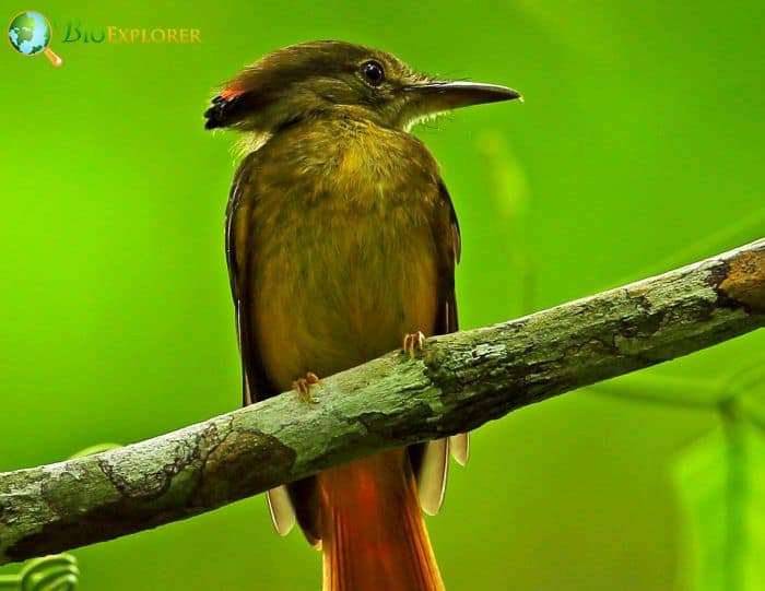 Royal Flycatcher In Rainforests