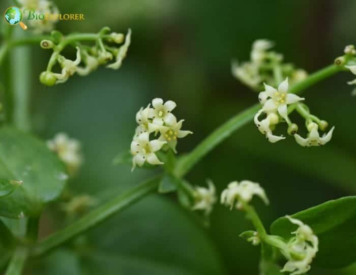 Rubia Tinctorum