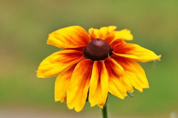 Rudbeckia Hirta