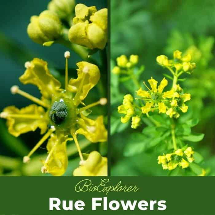 Rue Flowers