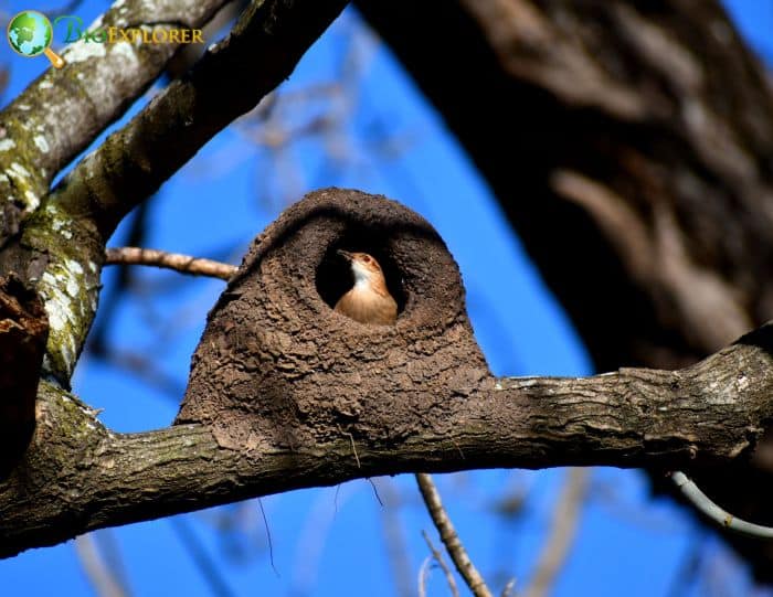 Rufous Hornero Argentine and Uruguayan Folklore