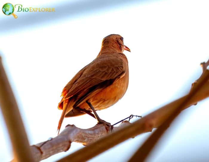 Rufous Hornero Birdwatchers