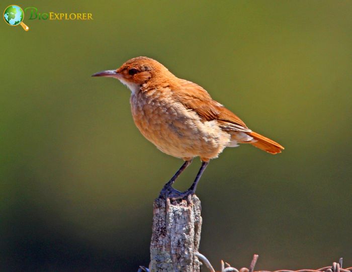 Rufous Hornero Conservation Status