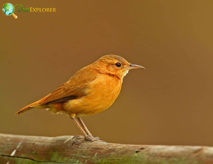 Rufous Hornero Geographic Range