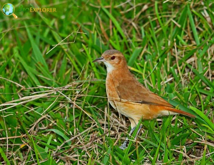 Rufous Hornero Mating Rituals