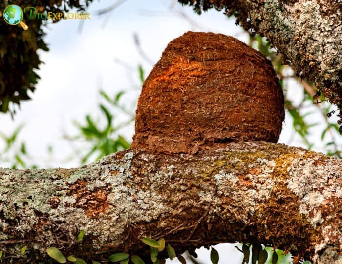 Rufous Hornero Oven Like Mud Nests