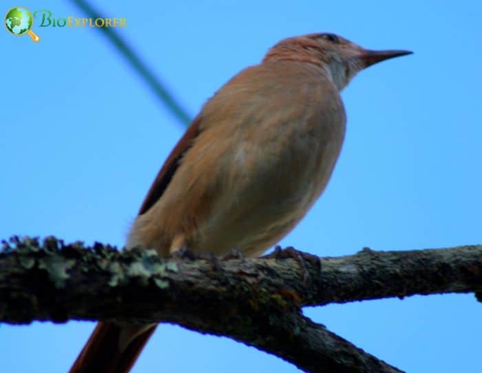 Rufous Hornero Synanthropic Nature and Adaptability