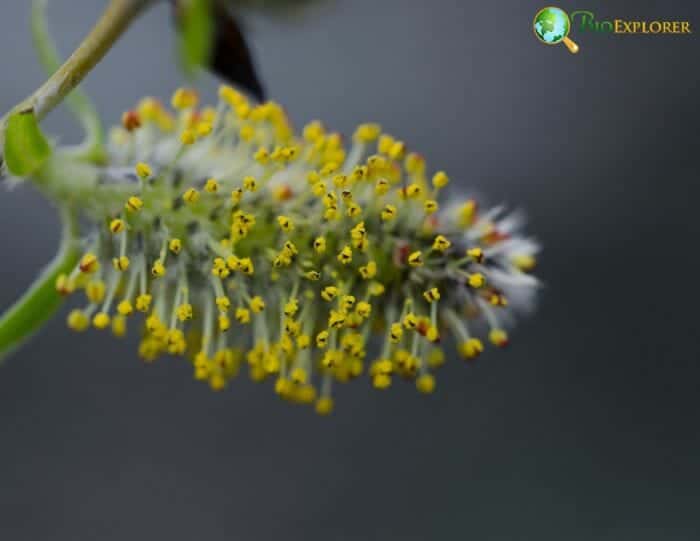 Rumex Spp