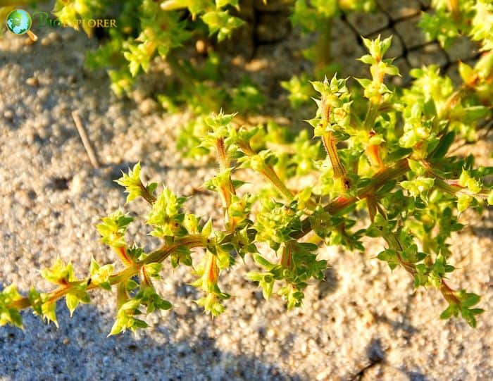 Russian Thistle