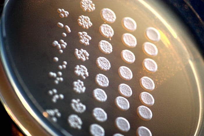 Saccharomyces Cerevisiae