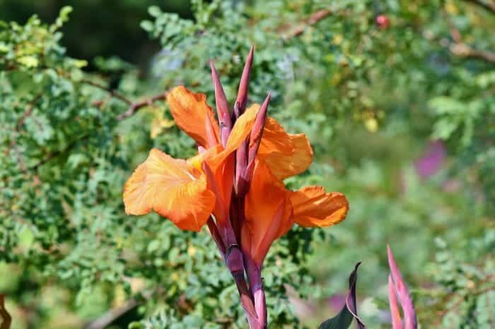 Saccharum Officinarum Flower