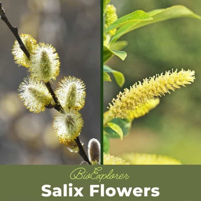 Salix Flowers