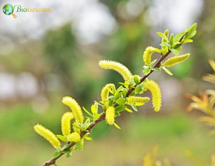 Salix Flowers