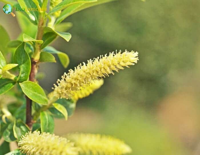 Salix Flowers Yellow