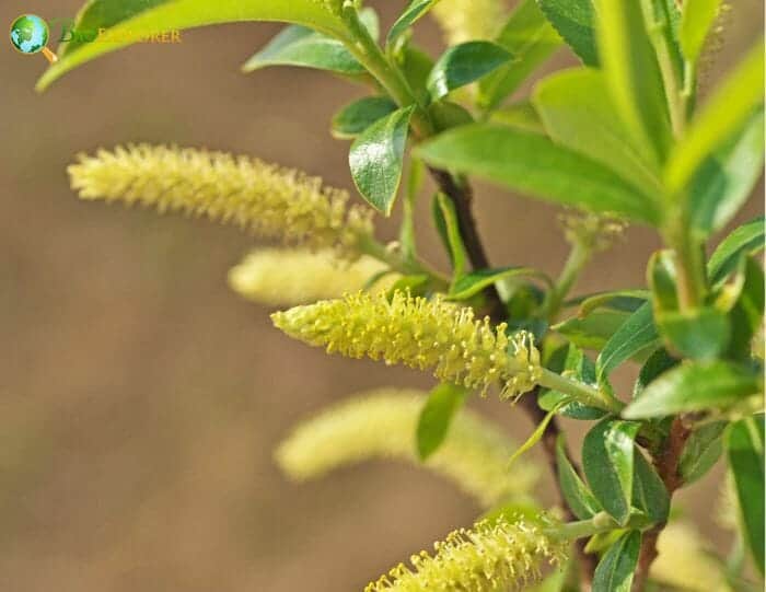 Salix Flowers