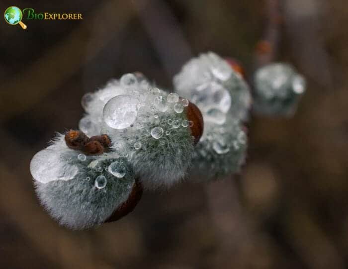 Salix Discolor Flowers