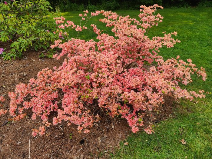 Salmon-colored Azaleas