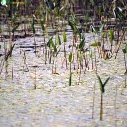 Salt Marsh Plants