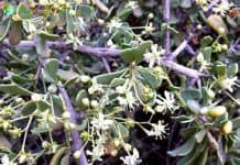 Salt Tree Flowers (Nitraria retusa)