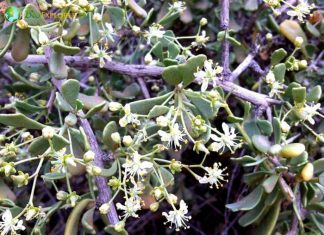 Salt Tree Flowers (Nitraria retusa)