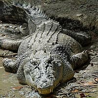 Saltwater Crocodile