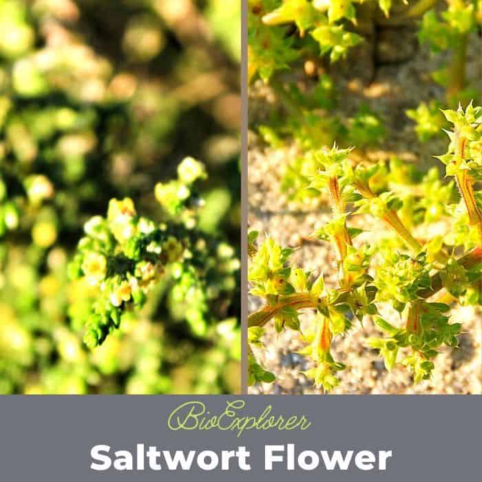 Saltwort