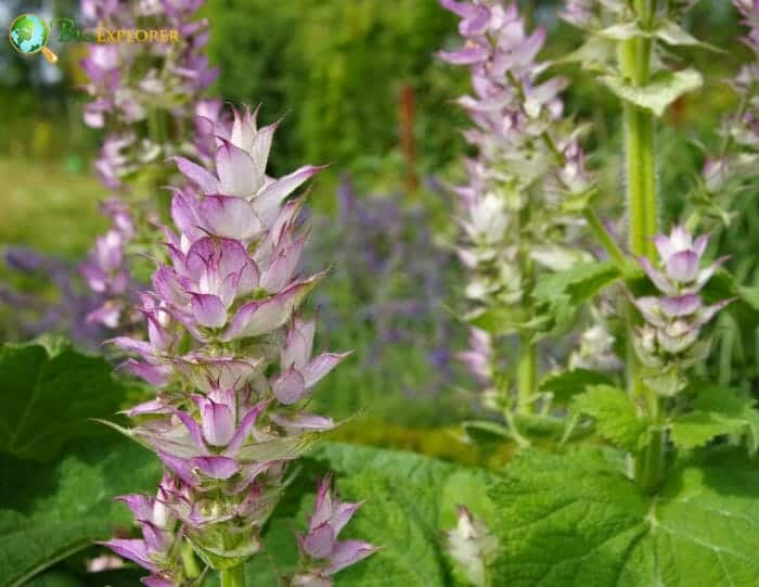 Salvia Sclarea