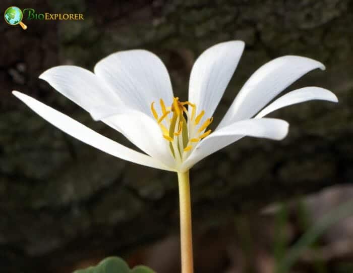 Sanguinaria Canadensis