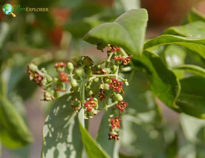 Santalales Flowers and Reproduction