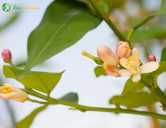 Sapindales Flowers and Reproduction