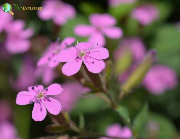 Saponaria Ocymoides