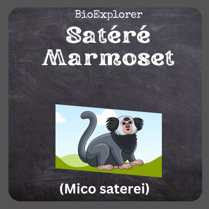 Satéré Marmoset