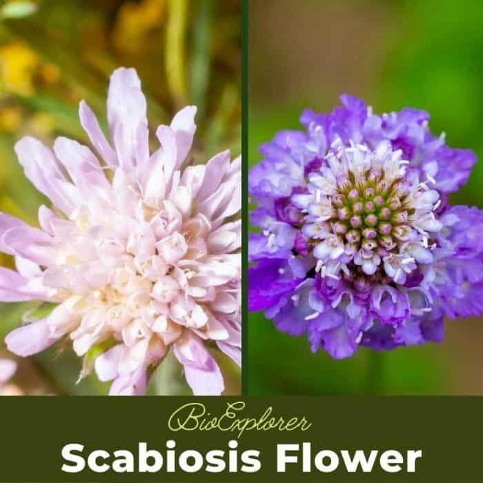 Scabiosis Flowers