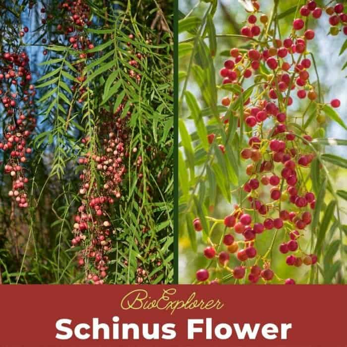 Schinus