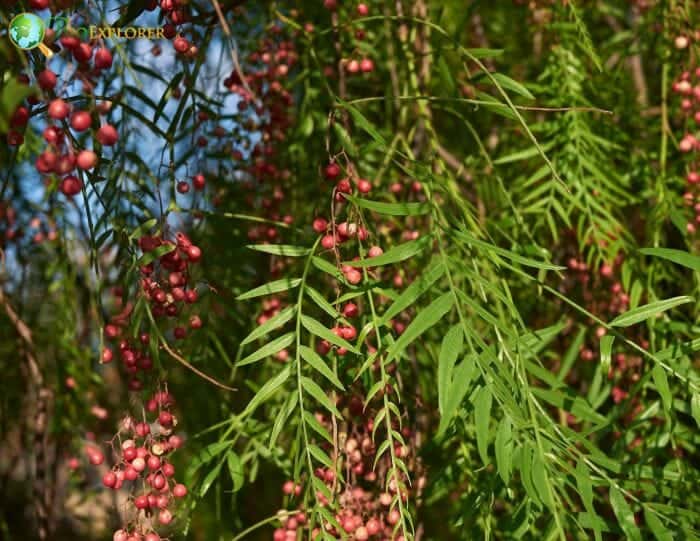 Schinus California Pepper Tree