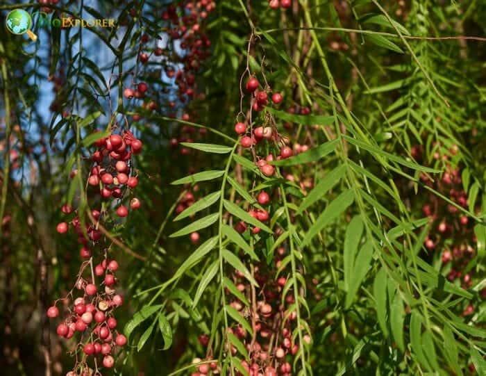 Schinus Flowers