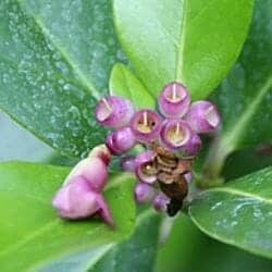 Schlegelia flower (Schlegeliaceae)