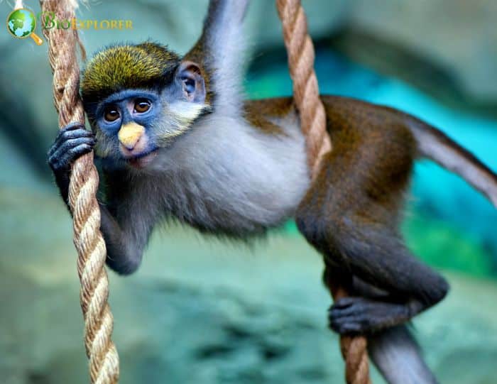 Schmidt's Red-tailed Monkey