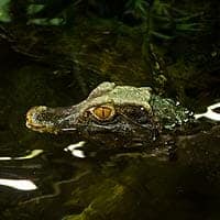 Schneider's Dwarf Caiman