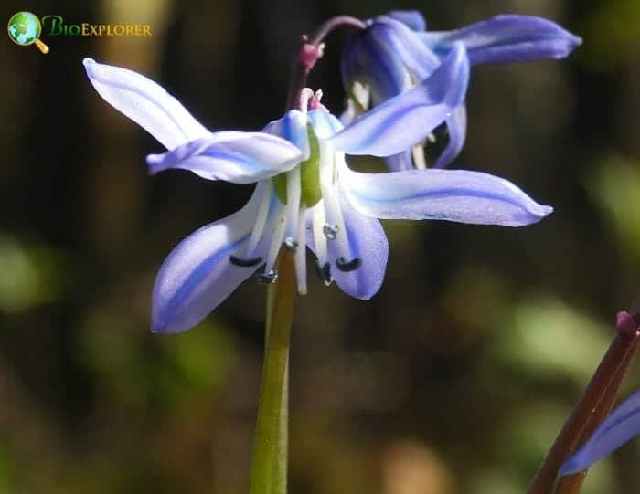 Scille Flowers