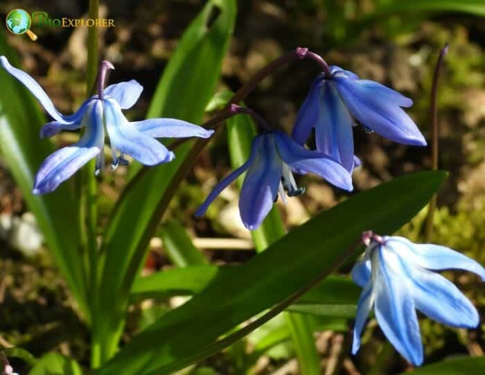 Scille Flowers